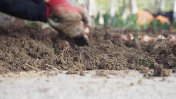 Community members participate in a local gardening project video