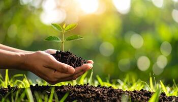 Environment Earth Day In the hands of trees growing seedlings. Bokeh green Background with copy space. photo