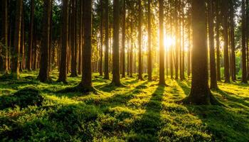 Magical forest landscape with golden sunbeams shining through tall pine trees at sunrise. Peaceful nature background with green moss and long shadows. Concept of hope and serenity. photo