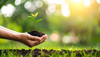 Hands holding a green seedling in rich soil. Concept for Earth Day, environmental conservation, and sustainability. Planting a young tree for growth, hope, and a clean future. photo