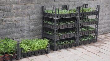 Fresh plants displayed for sale at local market video