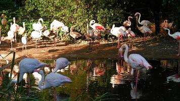 Flock of pink flamingos wading in calm pond surrounded by lush greenery. The birds are drinking water and cleaning their feather photo