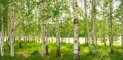 Bright birch forest with slender white trunks and vibrant green leaves. Sunlight softly filters through the foliage. Peaceful, natural atmosphere. Panorama, banner, poster photo