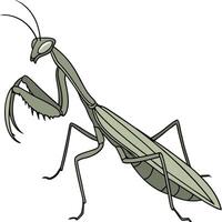 Green praying mantis isolated on white, a close-up insect predator with delicate antennae vector