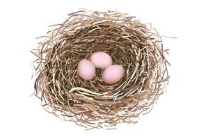 Nest with three pink eggs vector