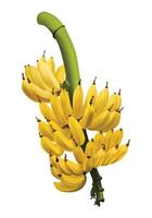 Ripe bananas on a green stem vector