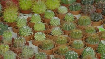 Cacti collection at the local plant market in spring video