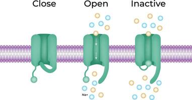 Ion Channel States Close Open and Inactive Illustration vector