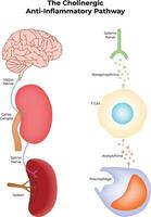 Cholinergic AntiInflammatory Pathway Simplified Diagram vector