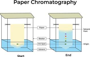 Paper Chromatography A Visual Guide to Separation Techniques Illustration vector