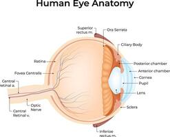 Human Eye Anatomy Science Design Illustration vector