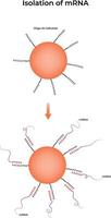MRNA Isolation using Oligo-dT Cellulose Science Design Illustraion Diagram vector