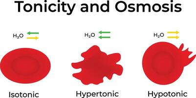 Tonicity and Osmosis Isotonic Hypertonic and Hypotonic Solutions Illustration vector