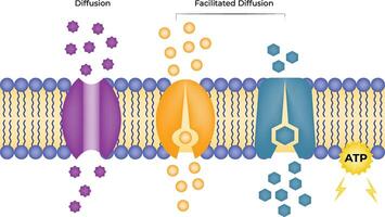 Cell Membrane Transport Processes Diffusion and Facilitated Diffusion vector