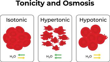 Tonicity and Osmosis Isotonic Hypertonic and Hypotonic Solutions vector