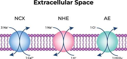 Ion Transport Mechanisms in a Cell Membrane Science Design Illustration Diagram vector