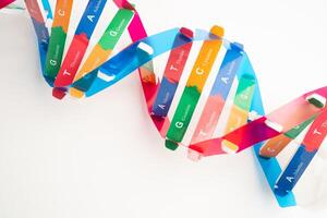 DNA or Deoxyribonucleic acid is a double helix chains structure formed by base pairs attached to sugar backbone. photo