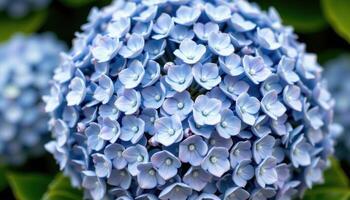 close up view of a cluster of blue hydrangea flowers, each tiny blossom forming a lush, spherical bouquet with subtle variations in color from sky blue to lavender. photo