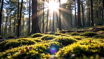 close up view of sunlight peeking through trees and highlighting moss covered terrain. photo
