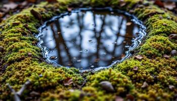 close up view of moss patterns forming naturally around a forest puddle. photo