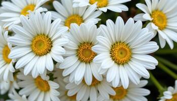 close up view of a bunch of freshly picked daisies tied together, showing crisp white petals and vibrant yellow centers. photo