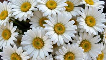 close up view of a bouquet of fresh daisies arranged elegantly with crisp white petals and radiant yellow centers. photo