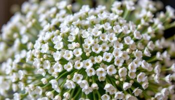close up view of clusters of white baby's breath flowers forming a soft, airy cloud like effect, their tiny blossoms shining delicately against slender green stems. photo
