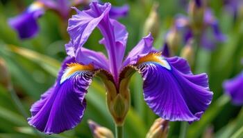 close up view of a vibrant purple iris flower with smooth petals and delicate yellow highlights. photo
