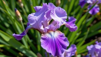 close up view of a purple iris flower with intricate petal shapes and deep veins contrasting against lush green leaves. photo