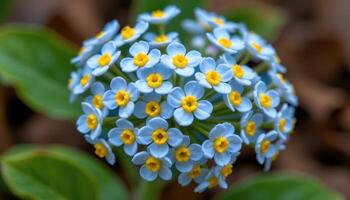 close up view of a small cluster of forget me not flowers showing tiny light blue petals with yellow centers in intricate detail. photo