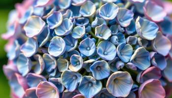 close up view of a blue hydrangea flower head with tightly packed petals forming a lush spherical bloom. photo