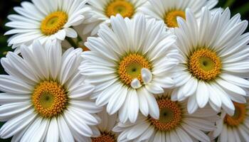 close up view of a bouquet of fresh daisies with petals overlapping naturally and yellow centers shining bright. photo