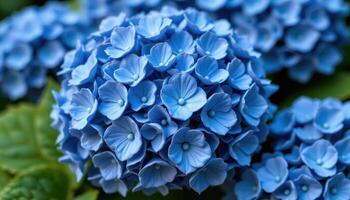 close up view of a lush blue hydrangea bloom with tightly packed petals forming a dense cluster. photo