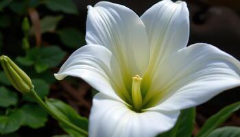close up view of a blooming white lily with smooth trumpet shaped petals curving elegantly outward against a dark, blurred natural background. photo