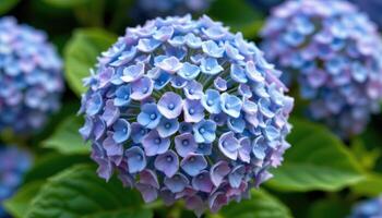 close up view of a cluster of tiny blue hydrangea flowers forming a dense spherical bloom with petals showing subtle color variations from blue to lavender. photo
