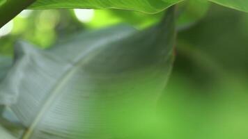 Blurred banana leaves with natural bokeh light, perfect as a banana garden background for fresh, relaxing, natural, and eco-friendly concepts video