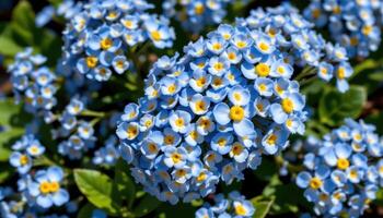 close up view of dense blue forget me not clusters with vivid yellow centers, their delicate petals shimmering subtly in natural sunlight amidst green leaves. photo