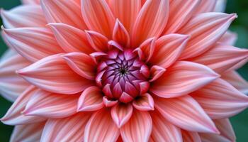 close up view of a dahlia's pointed petals spiraling outward in coral and pink hues, creating a mesmerizing geometric pattern in the heart of the bloom. photo