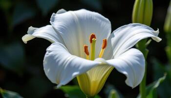 close up view of a white lily's trumpet shaped petals curving gracefully outward, standing out dramatically against a dark, softly blurred natural background. photo