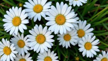 close up view of white daisies with crisp petals encircling sunny yellow centers, arranged naturally against a backdrop of soft, green grass. photo