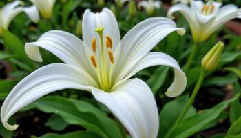 close up view of a delicate white lily with long petals curving softly outward in calm surroundings. photo
