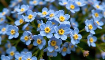 close up view of small blue forget me not flowers clustered closely with delicate yellow centers and soft petals. photo