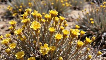 close up view of sagebrush blooming with muted yellow tufts under dry sunlight. photo