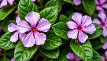 close up view of periwinkle flowers with radial symmetry and glossy green leaves. photo