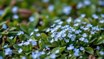 close up view of tiny forget me not flowers dotting the green landscape, their powder blue petals forming miniature stars. photo
