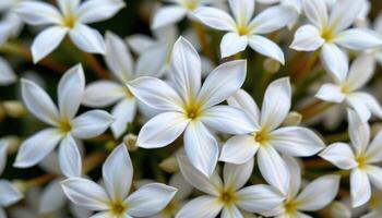 close up view of star shaped jasmine flowers radiating a sense of peace and simplicity. photo