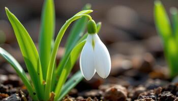 close up view of a snowdrop flower bending gently, its pure white bloom symbolizing the earliest signs of spring. photo