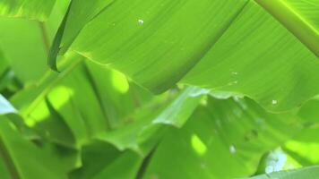 banana leaves with natural bokeh light, banana leaves background, perfect as a banana garden background for fresh, relaxing, natural, and eco-friendly concepts video
