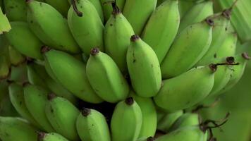 close-up banana bunch in natural banana garden background, green banana is a tropical fruit video