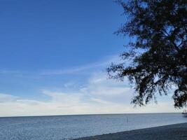 Serene Beach with Tree Silhouette Under a Blue Sky photo